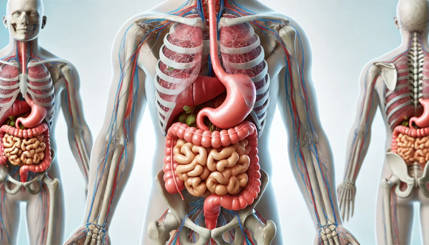  the human digestive system.